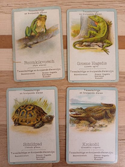 Vintage Fauna - Een onderhoudend en leerrijk gezelschapspel kwartetspel - Afbeelding 9