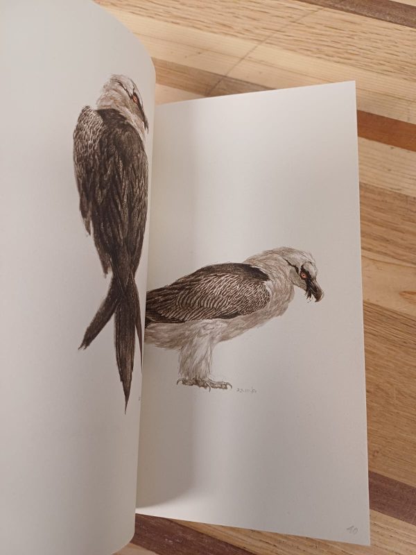 333 Birds - Peter Vos - Afbeelding 8
