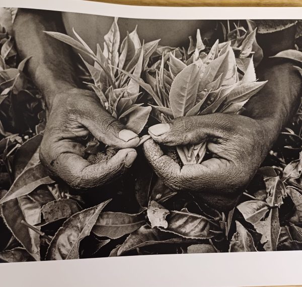 Africa - Sebastião Salgado - Afbeelding 3