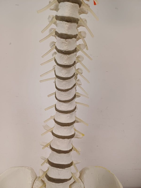 Anatomiemodel van wervelkolom - Erler Zimmer 2015 - Afbeelding 2