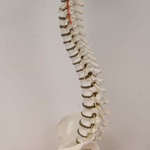 Anatomiemodel van wervelkolom - Erler Zimmer 2015