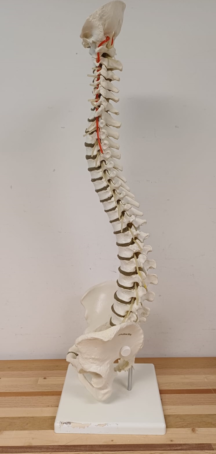 Anatomiemodel van wervelkolom – Erler Zimmer 2015