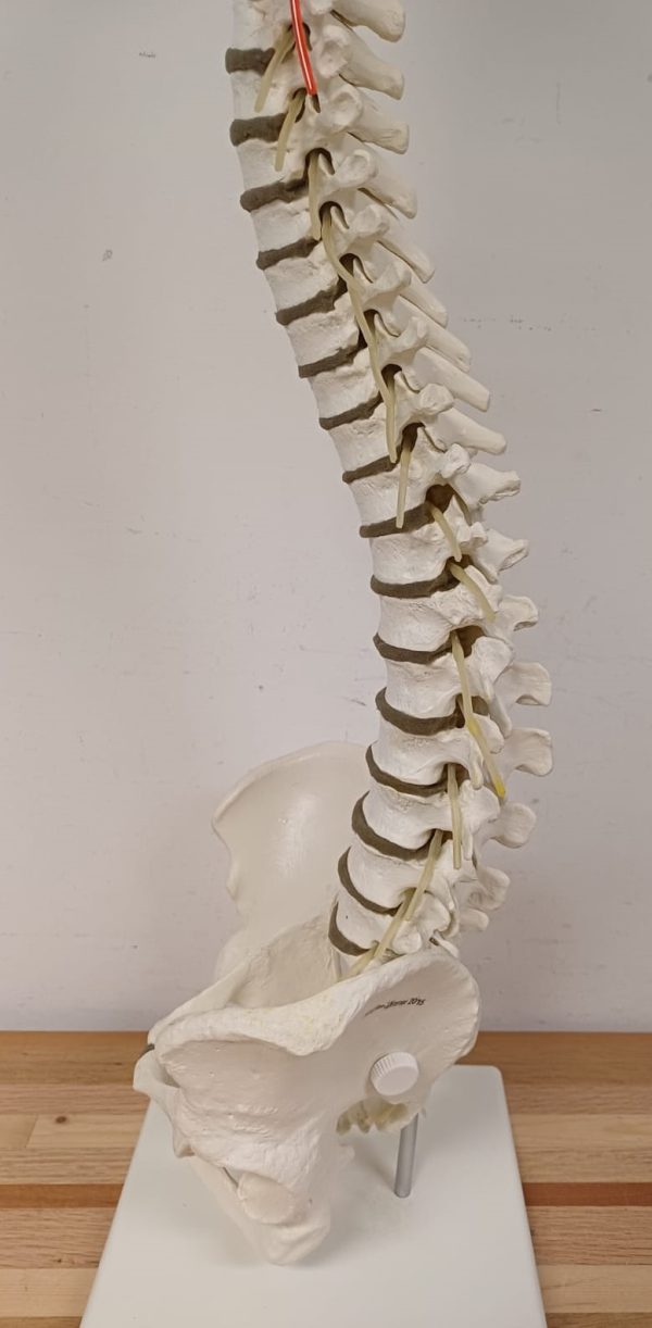 Anatomiemodel van wervelkolom - Erler Zimmer 2015 - Afbeelding 7