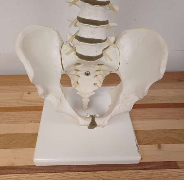 Anatomiemodel van wervelkolom - Erler Zimmer 2015 - Afbeelding 5