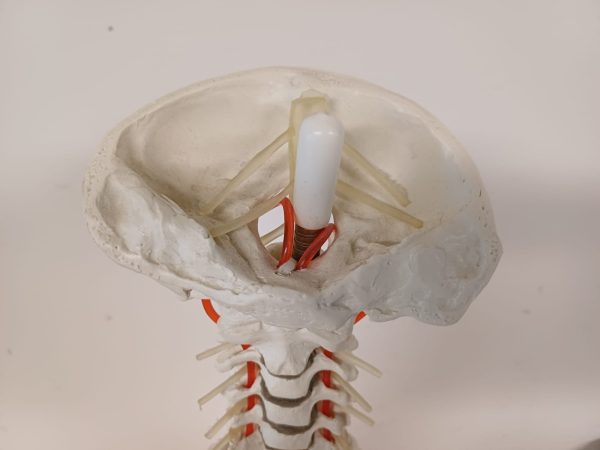 Anatomiemodel van wervelkolom - Erler Zimmer 2015 - Afbeelding 6