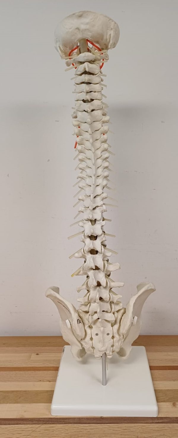 Anatomiemodel van wervelkolom - Erler Zimmer 2015 - Afbeelding 8