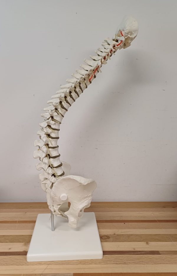 Anatomiemodel van wervelkolom - Erler Zimmer 2015 - Afbeelding 10