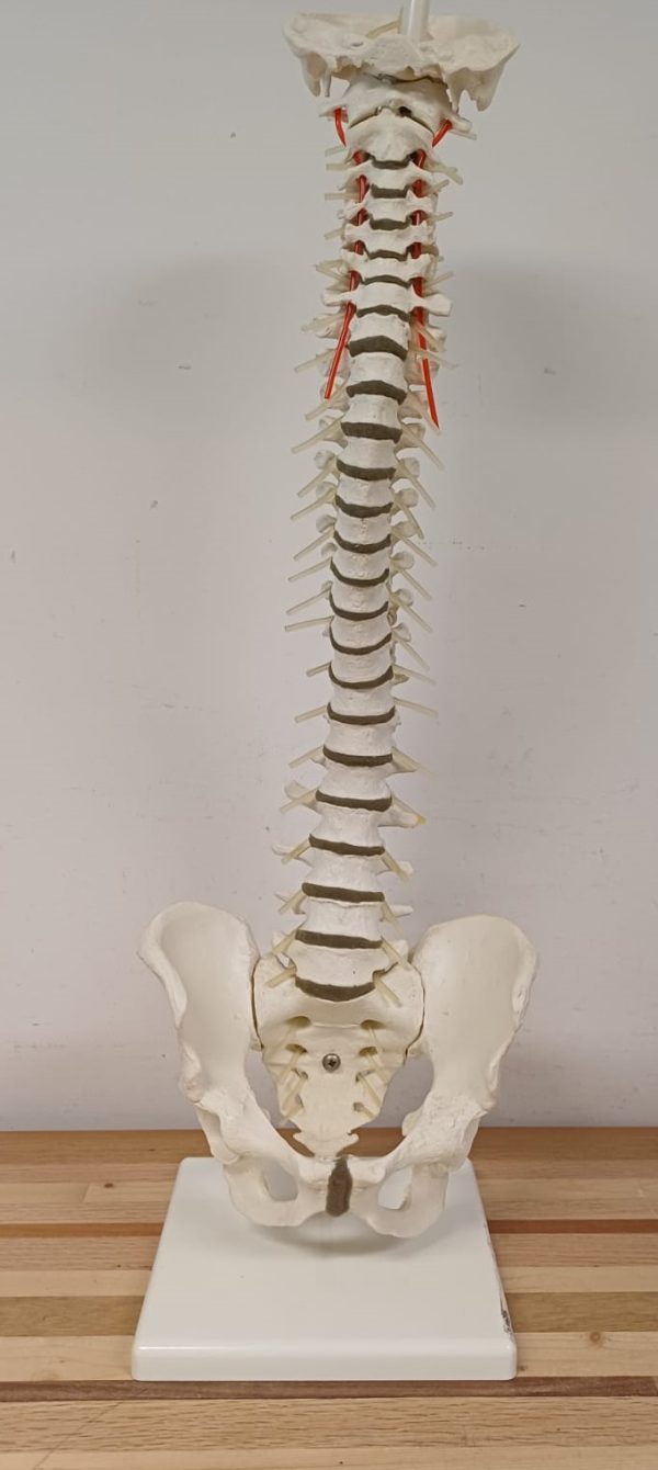 Anatomiemodel van wervelkolom - Erler Zimmer 2015 - Afbeelding 9