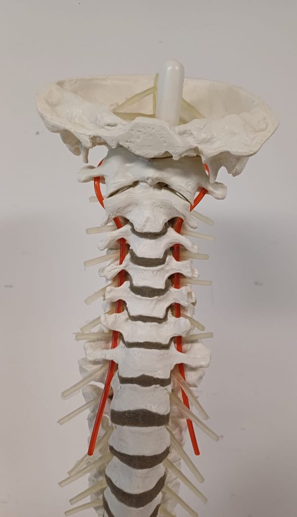 Anatomiemodel van wervelkolom - Erler Zimmer 2015 - Afbeelding 11