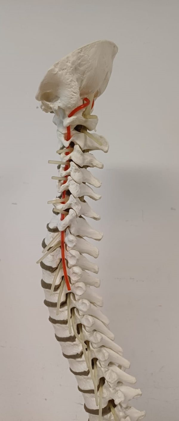 Anatomiemodel van wervelkolom - Erler Zimmer 2015 - Afbeelding 12