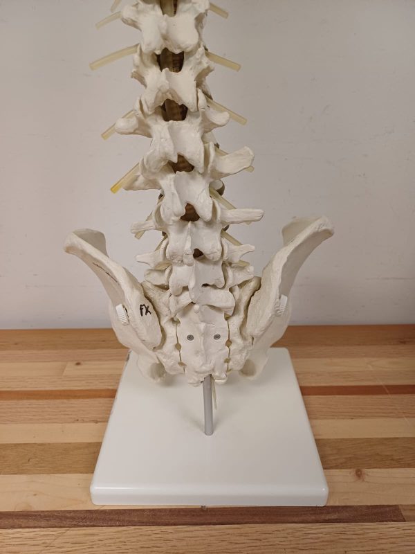 Anatomiemodel van wervelkolom - Erler Zimmer 2015 - Afbeelding 13