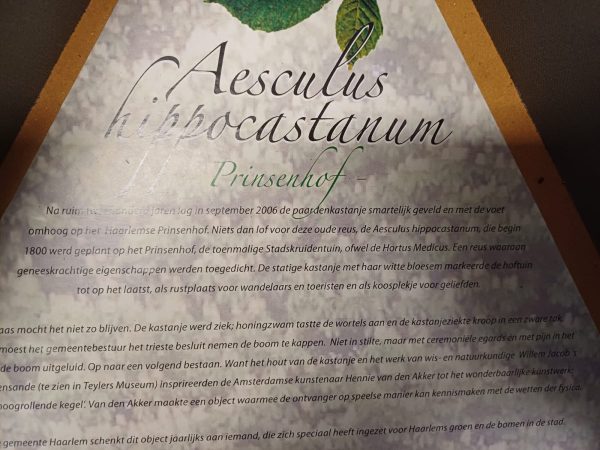 Aescules hippocastanun Prinsenhof - kastanje boom - geschenk - Afbeelding 2