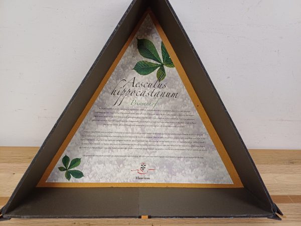 Aescules hippocastanun Prinsenhof - kastanje boom - geschenk - Afbeelding 6