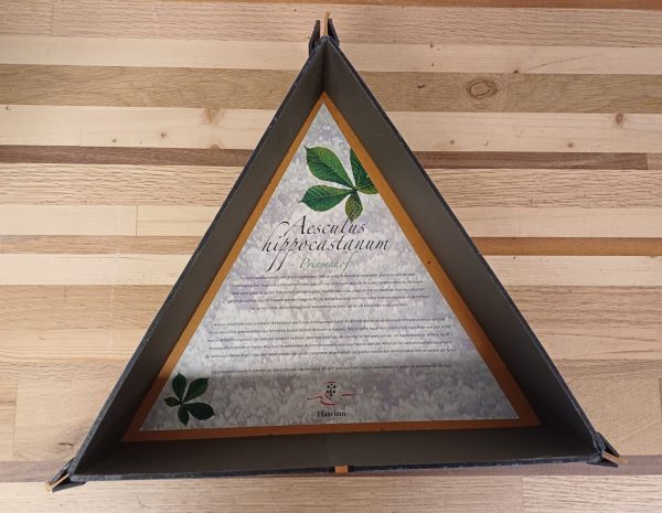 Aescules hippocastanun Prinsenhof - kastanje boom - geschenk - Afbeelding 8