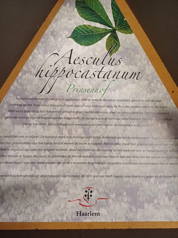 Aescules hippocastanun Prinsenhof - kastanje boom - geschenk - Afbeelding 3