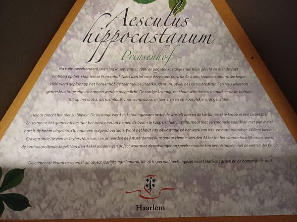 Aescules hippocastanun Prinsenhof - kastanje boom - geschenk - Afbeelding 13