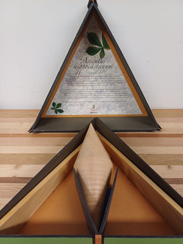 Aescules hippocastanun Prinsenhof - kastanje boom - geschenk - Afbeelding 12