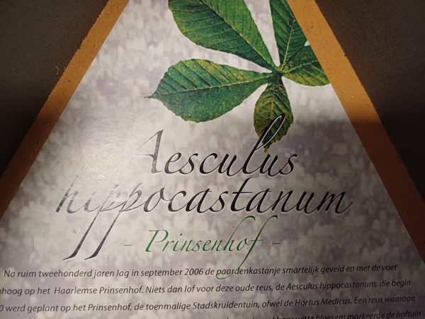Aescules hippocastanun Prinsenhof - kastanje boom - geschenk - Afbeelding 15