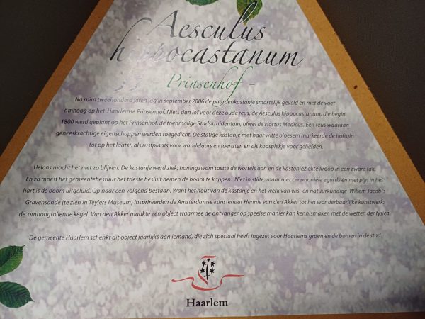 Aescules hippocastanun Prinsenhof - kastanje boom - geschenk - Afbeelding 16