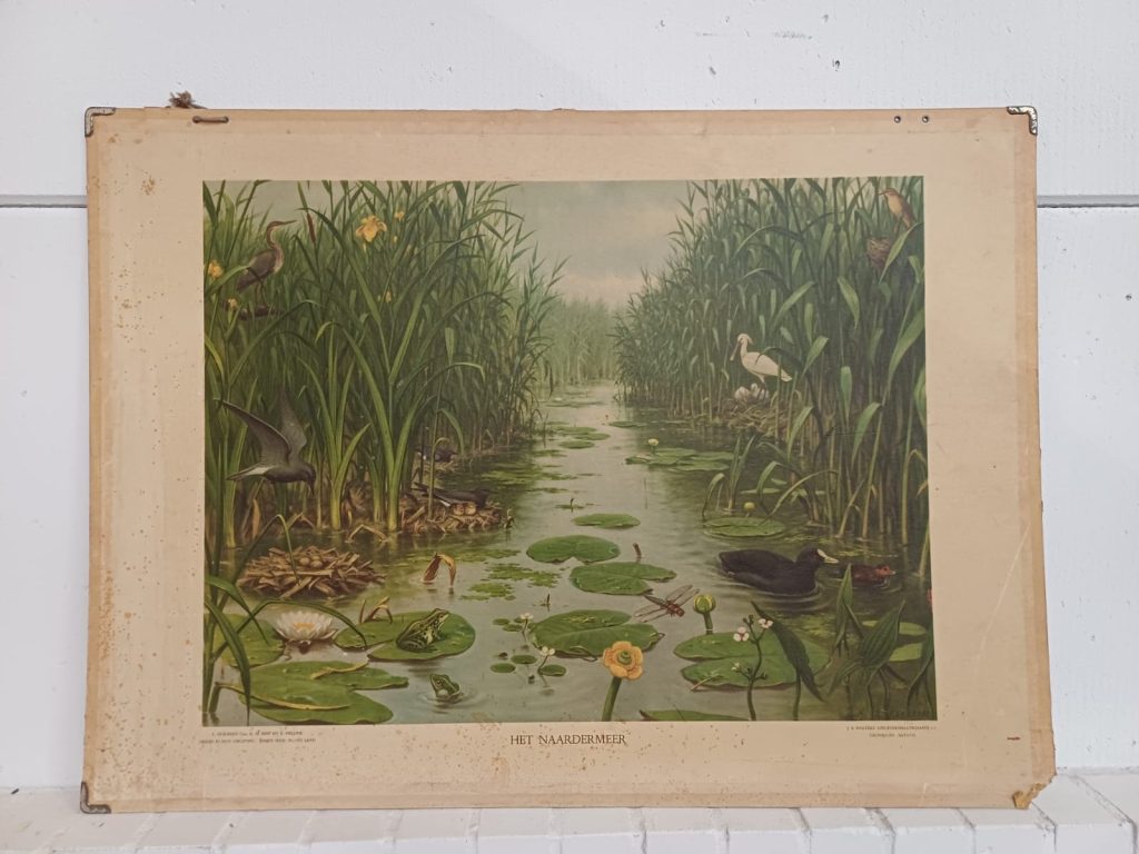 Vintage schoolplaat - Het Naardermeer - Natuur en Biologie